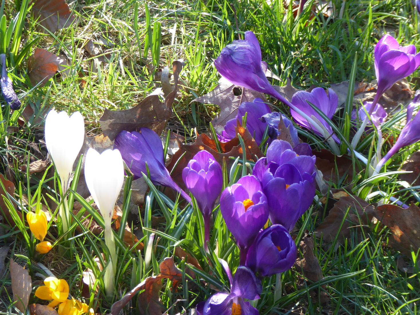 Crocusjes