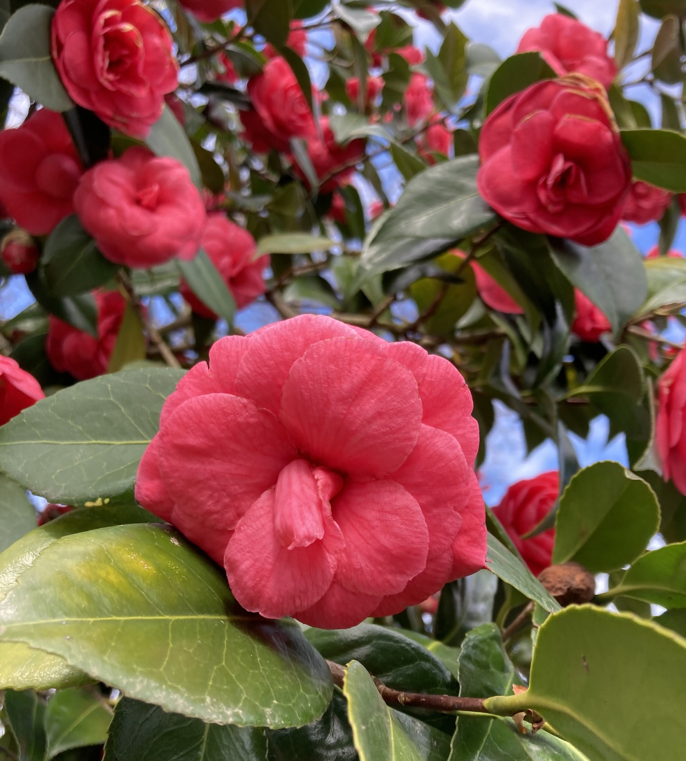 Camellia Japonica