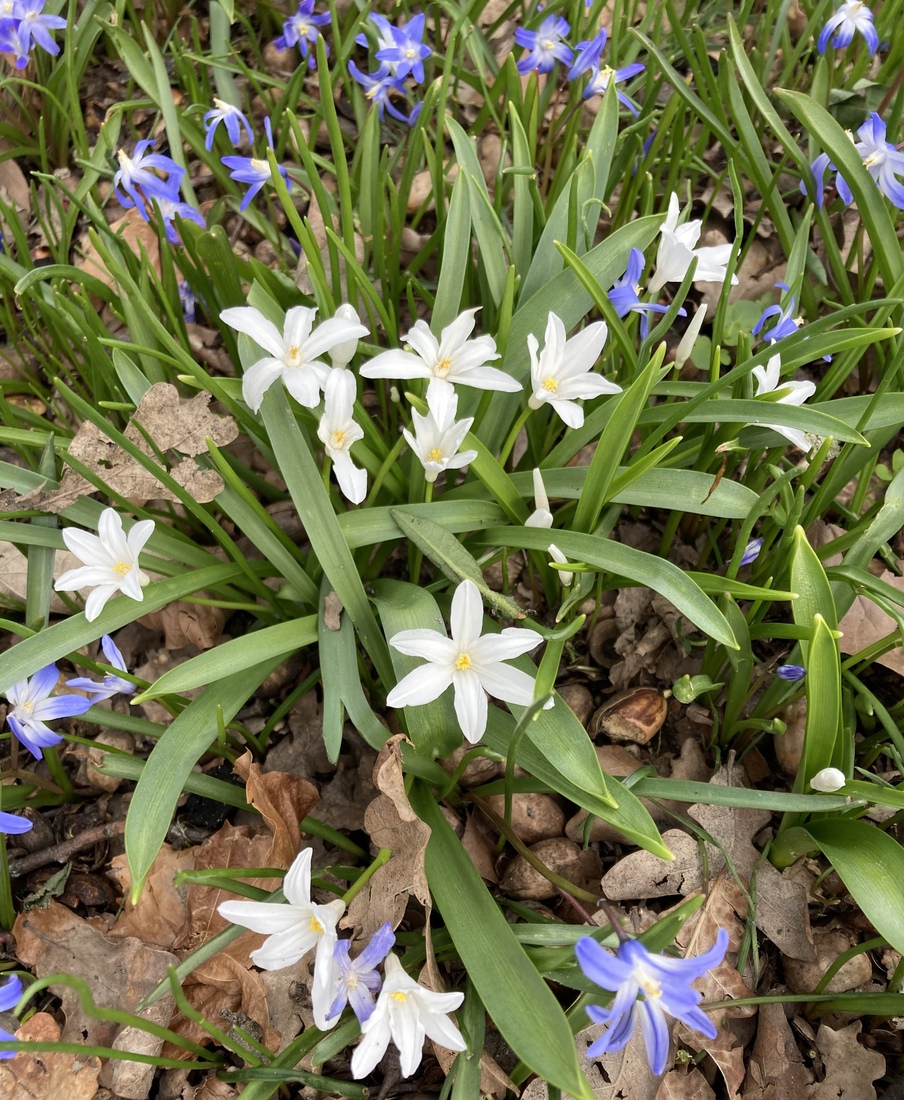 Witte Sterhyacintjes 