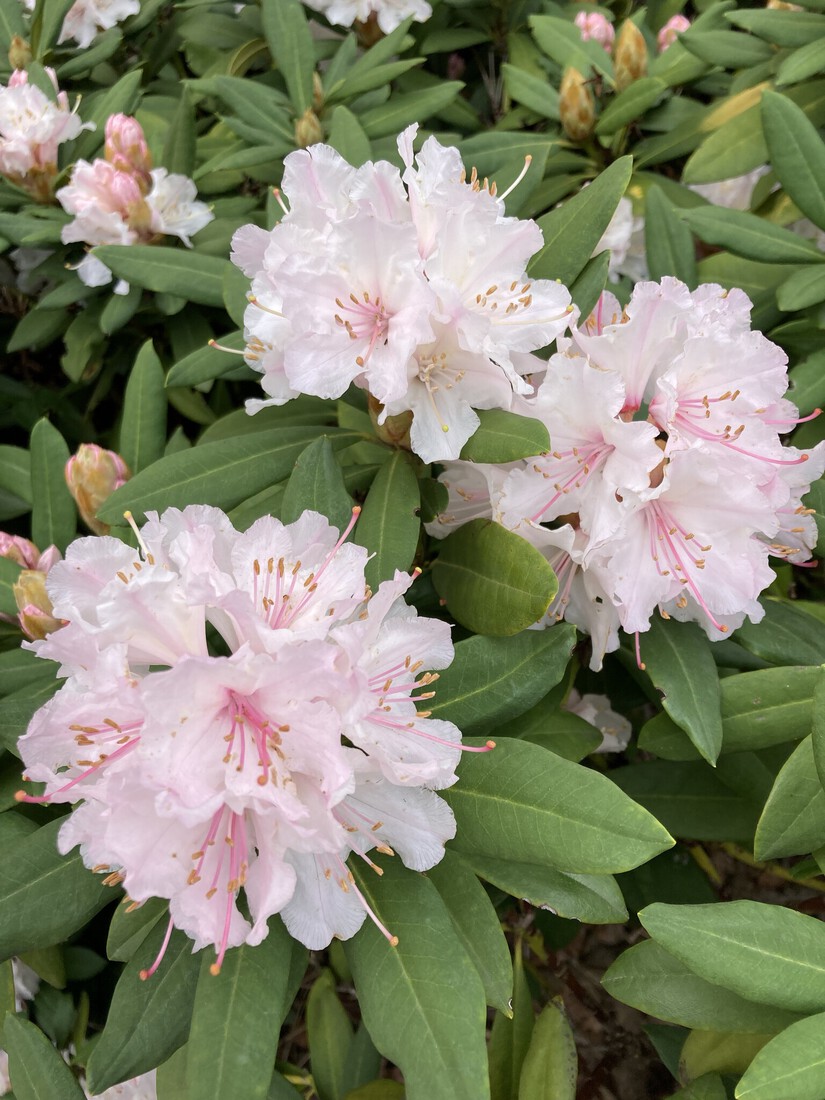 De bloem van de Rodondendron