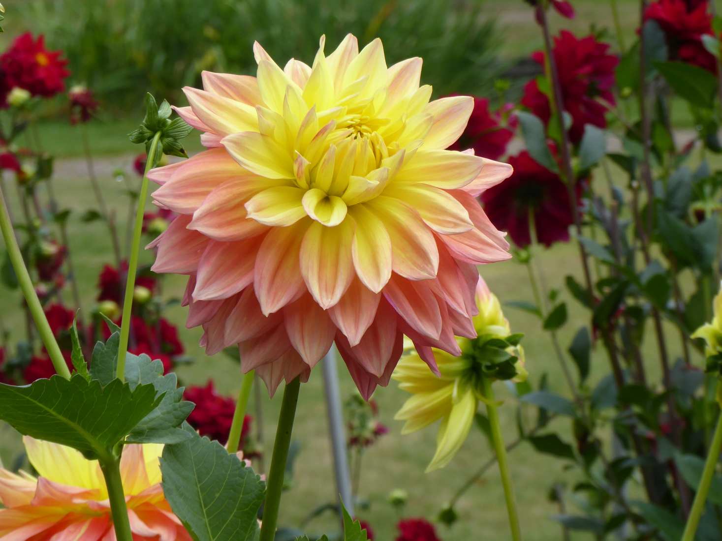 Dahlia