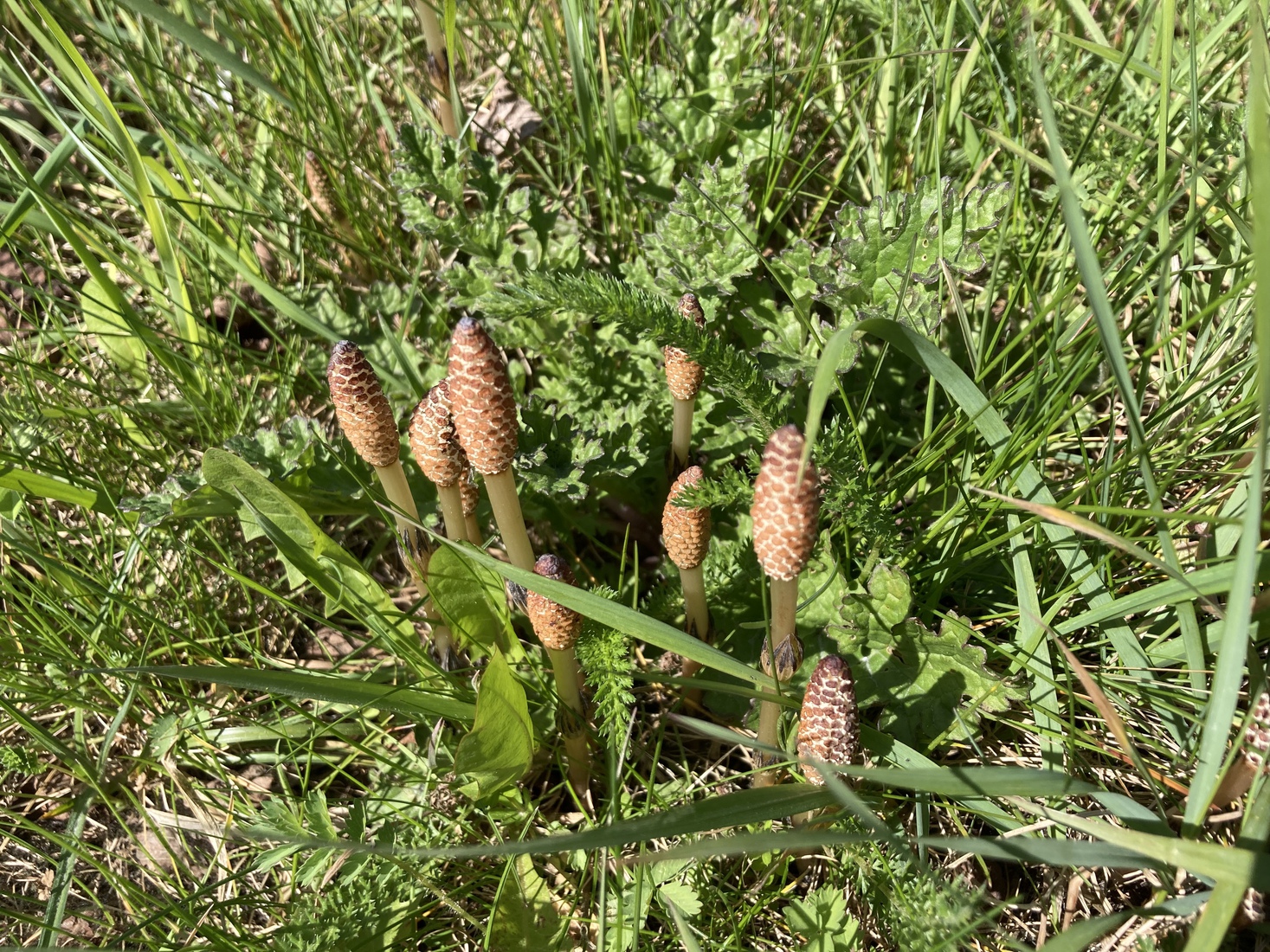 Familie Paardenstaart 3