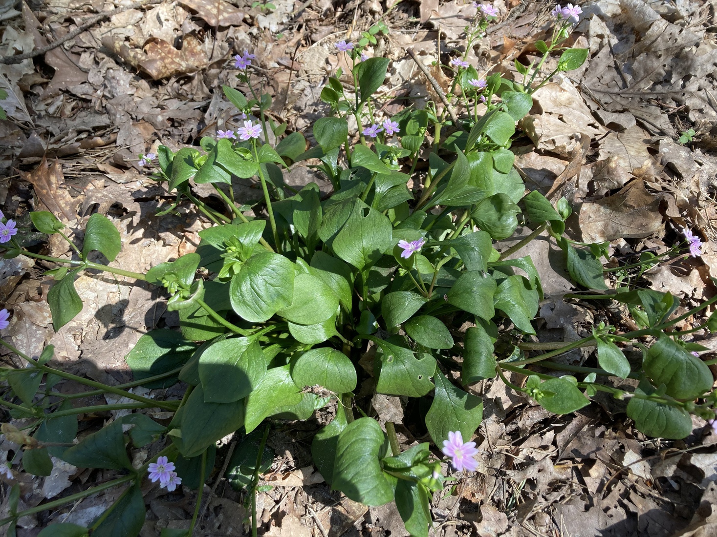 Roze Winterpostelein 1