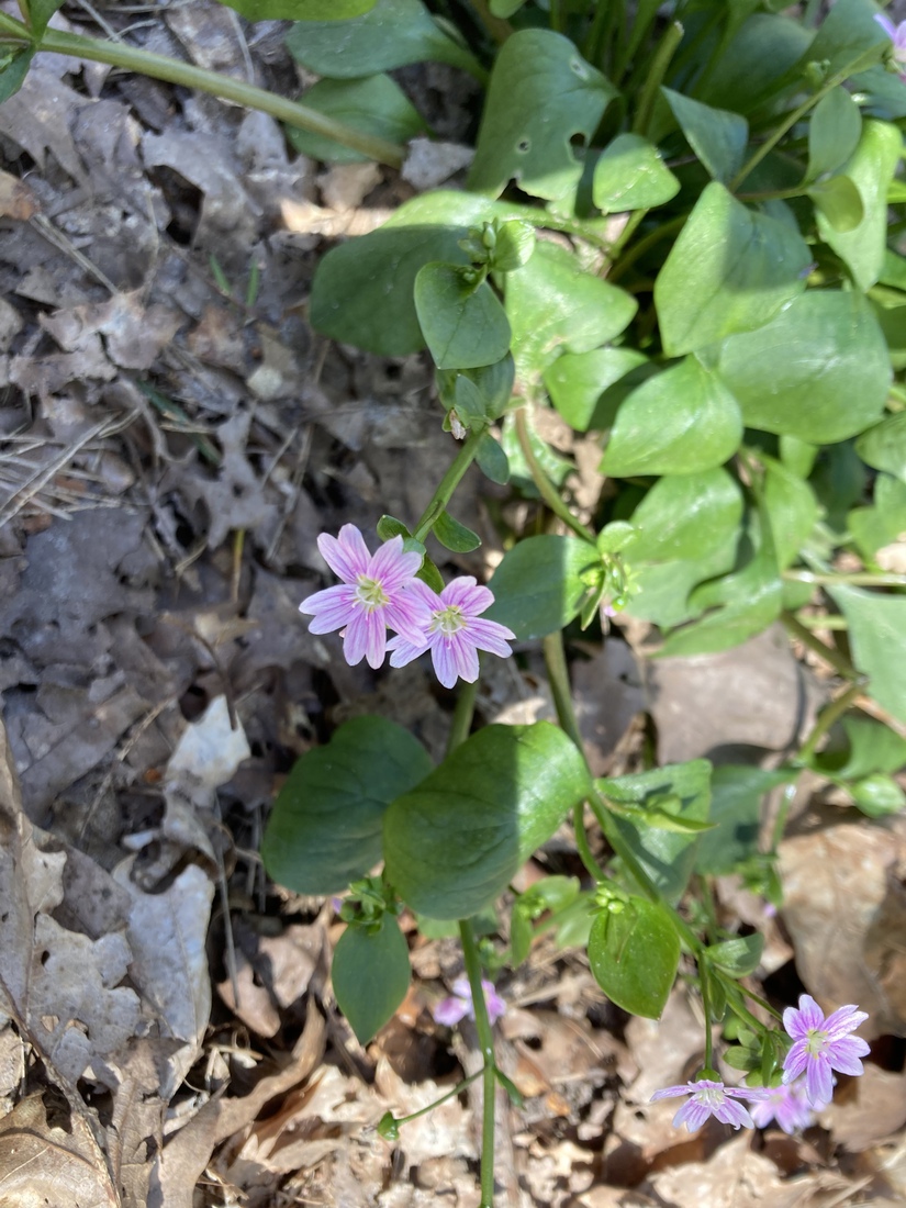Roze Winterpostelein 2