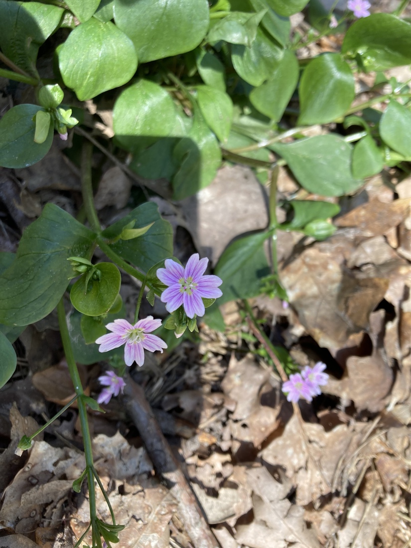 Roze Winterpostelein 3