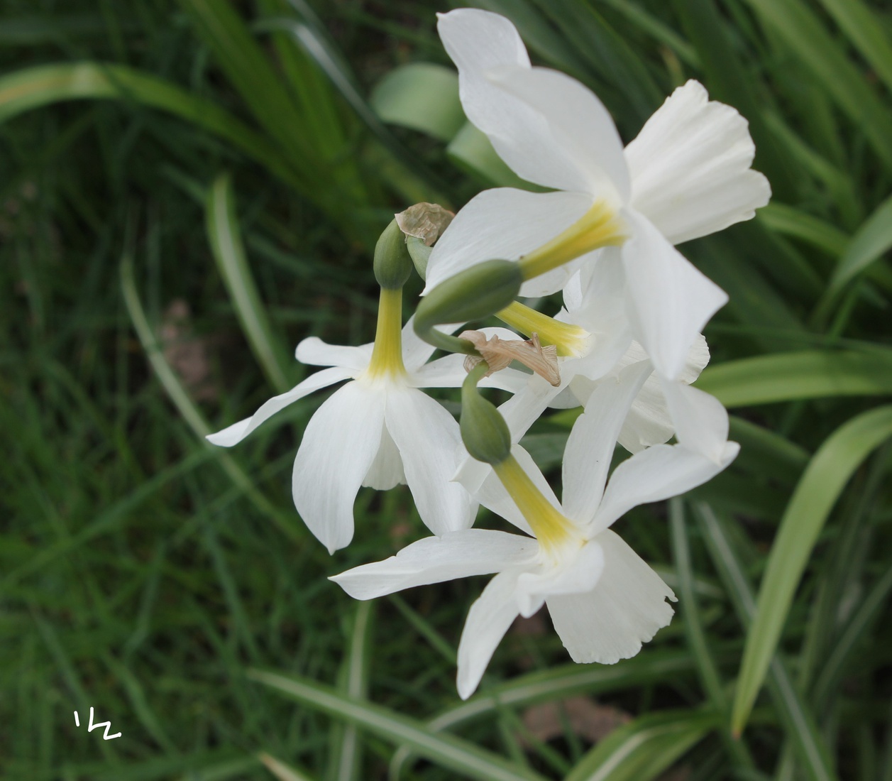 Narcissen 1