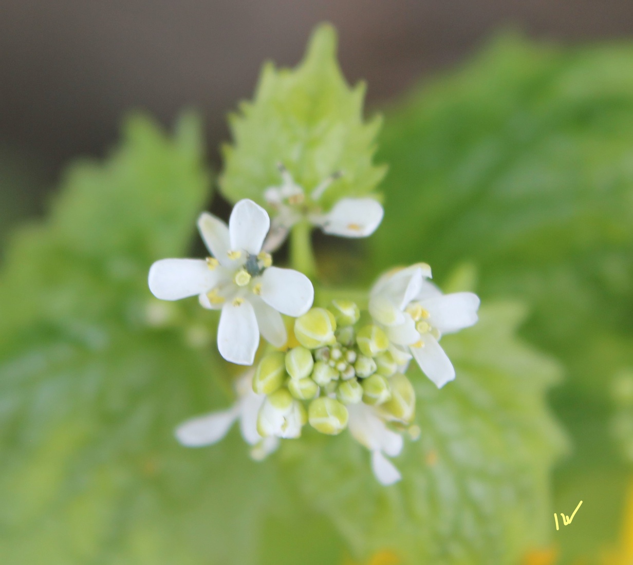 Bloemetjes van de brandnetel