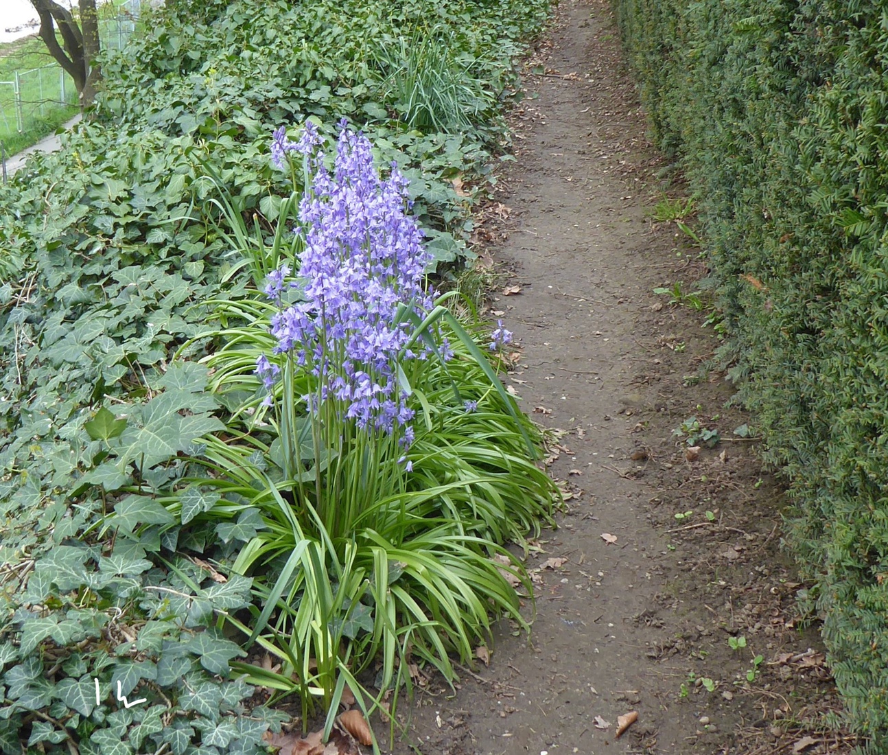 Hyacinthoides 