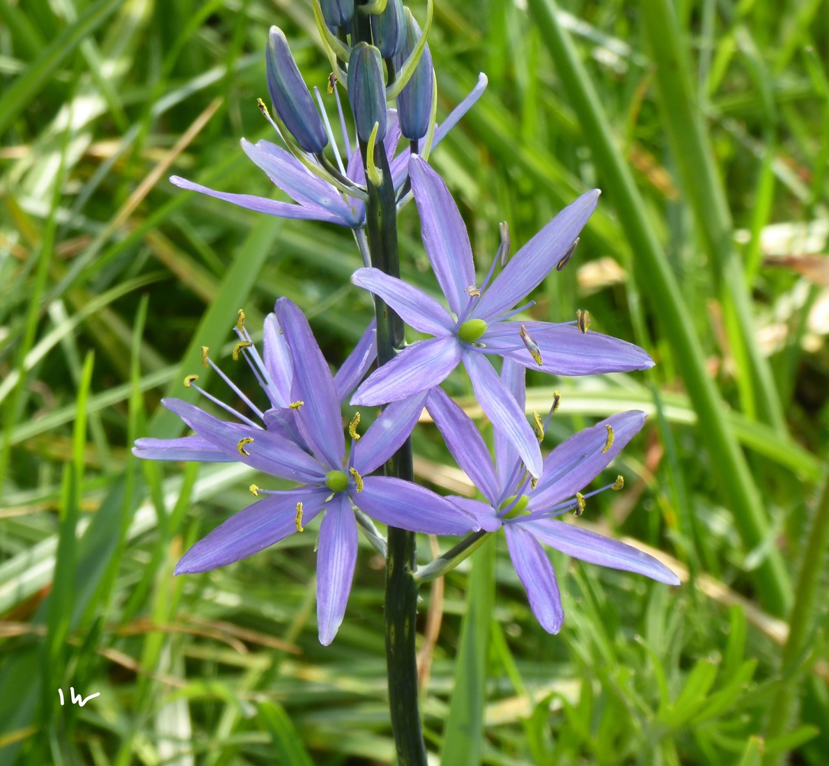 Camassia Leichtlinii  