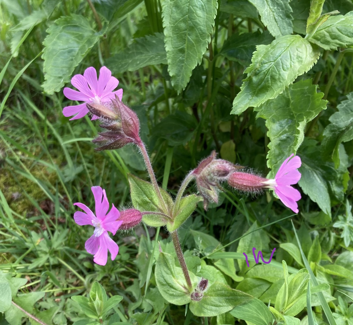 Dagkoekoeksbloempjes 1