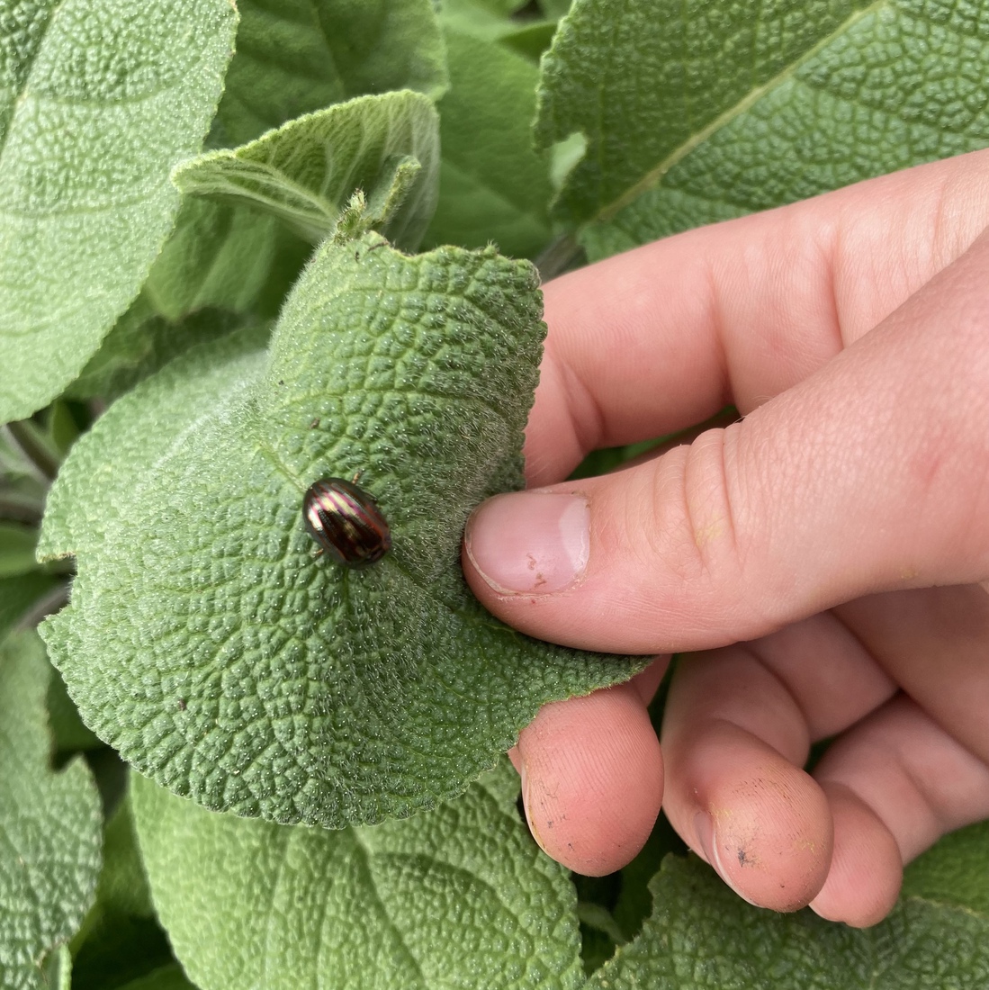 Rozemarijngoudhaantje