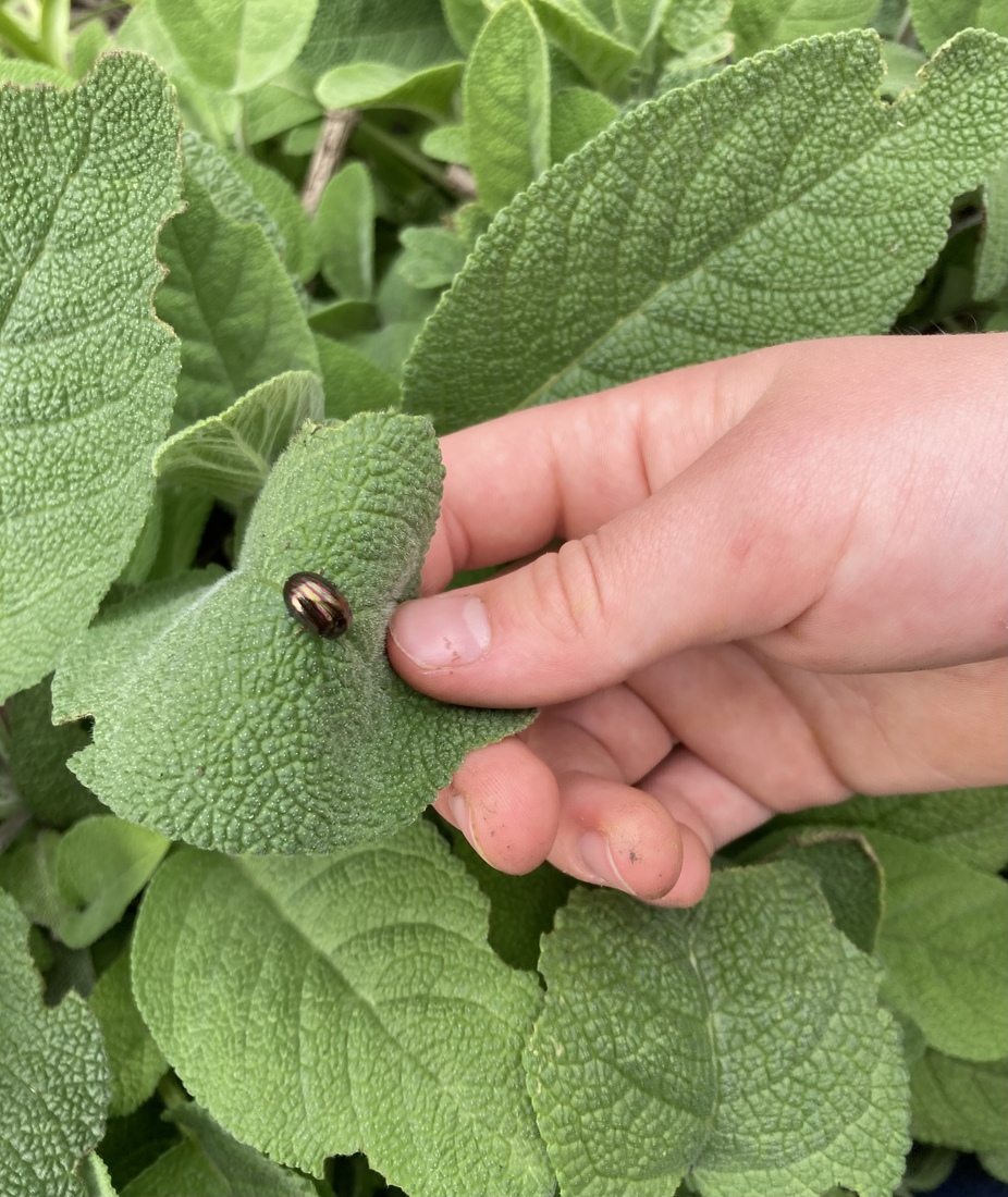 Rozemarijngoudhaantje 