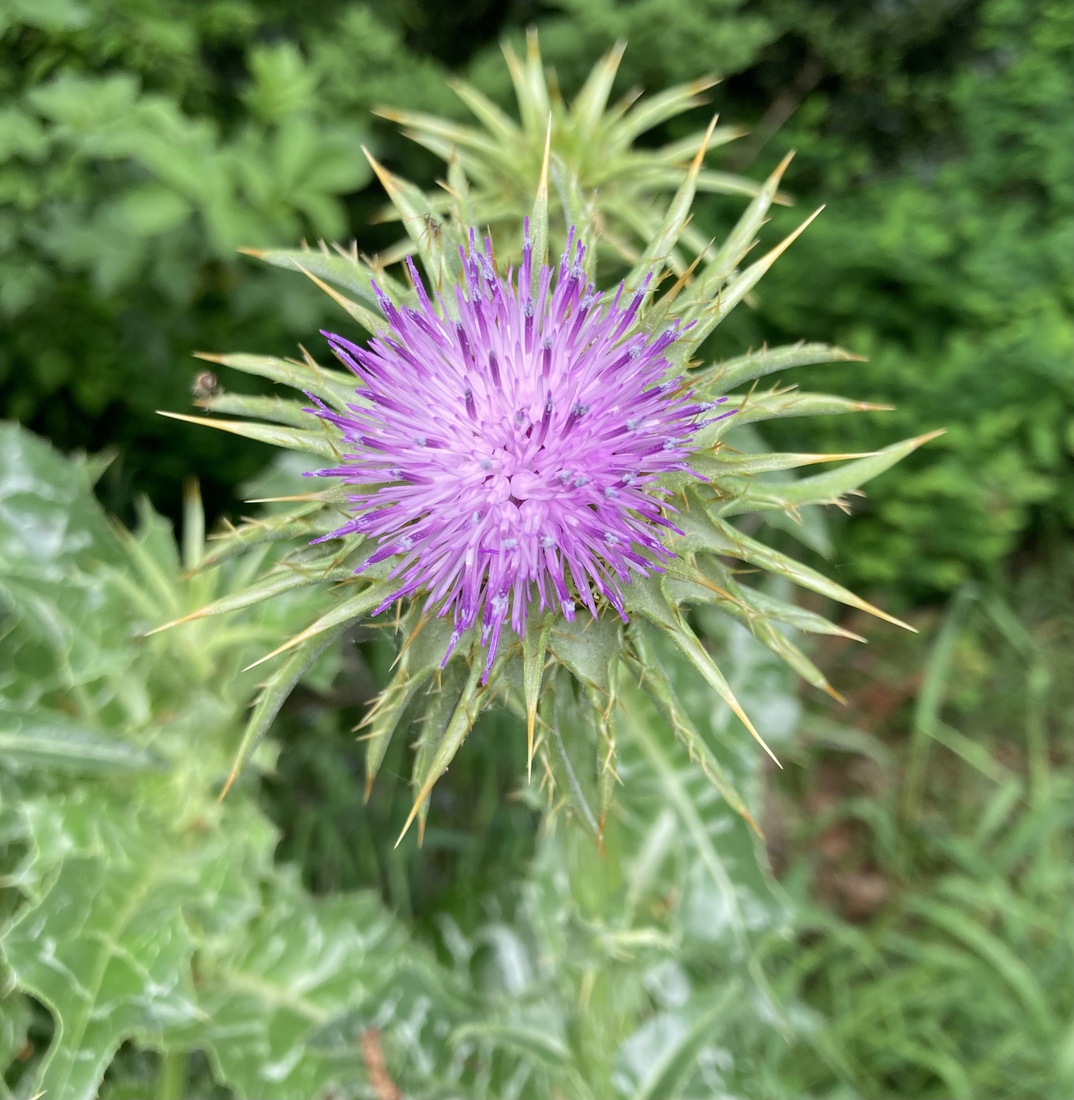Distel