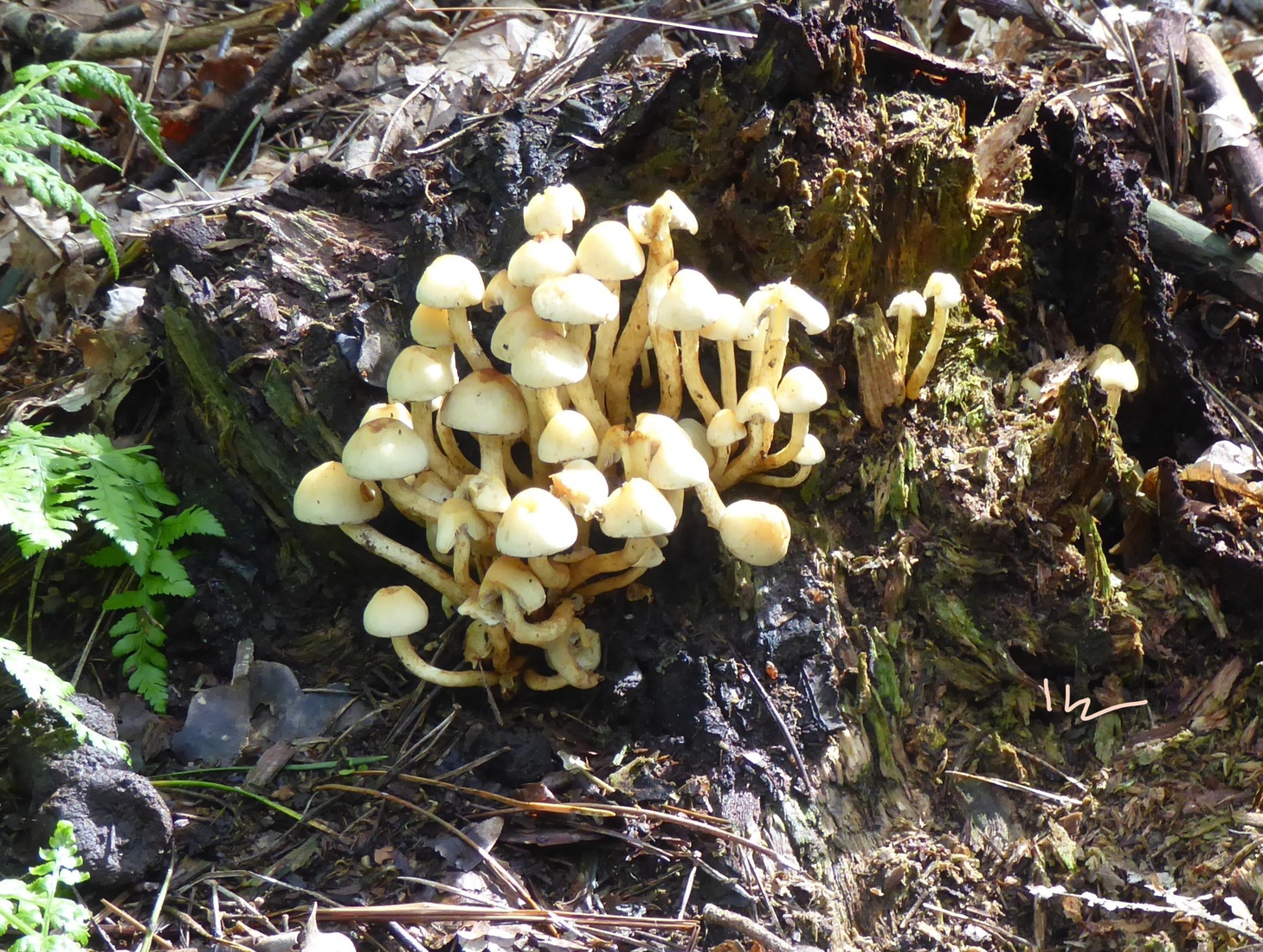 Dwergzwavelkopjes  1