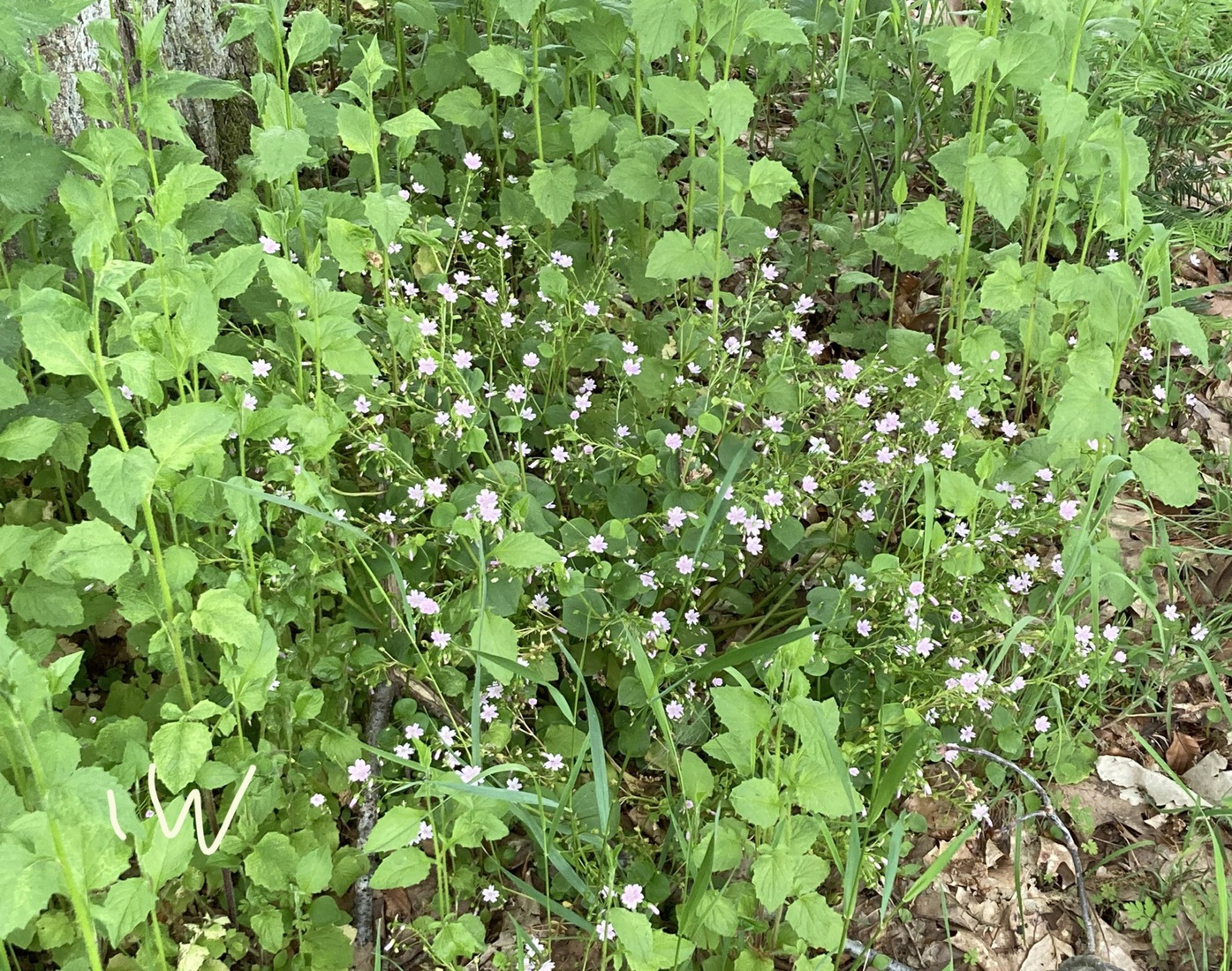 Roze Wilde Winterpostelein 