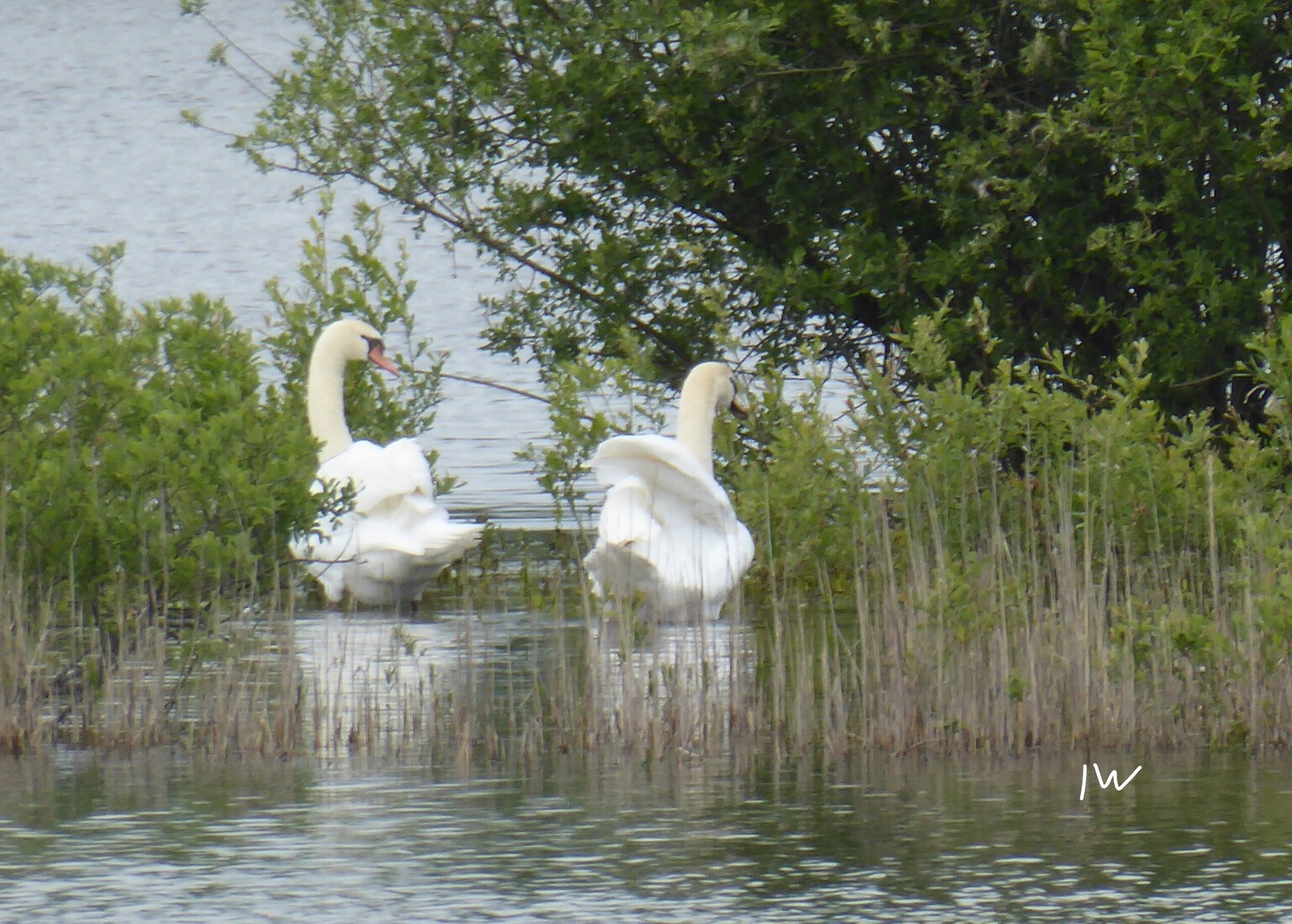 Zwanen 3