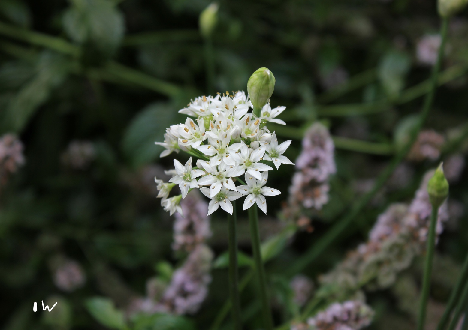 Alium tuberosum 