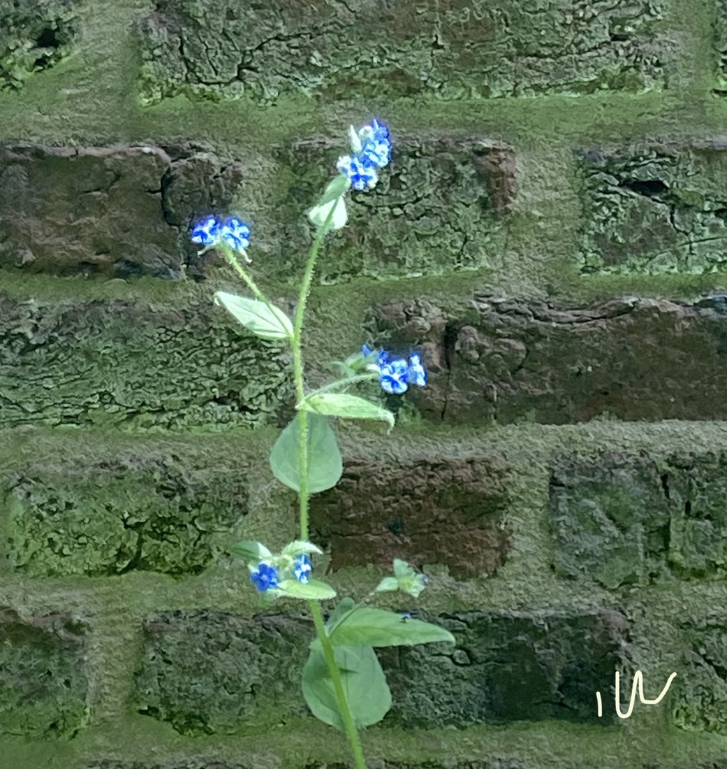 Overblijvende Ossentong 