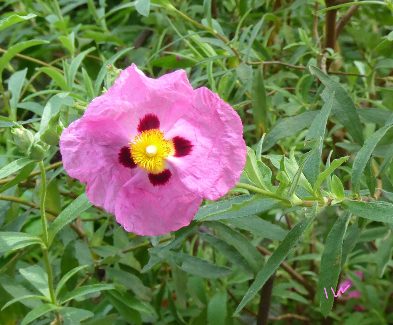 Cistus