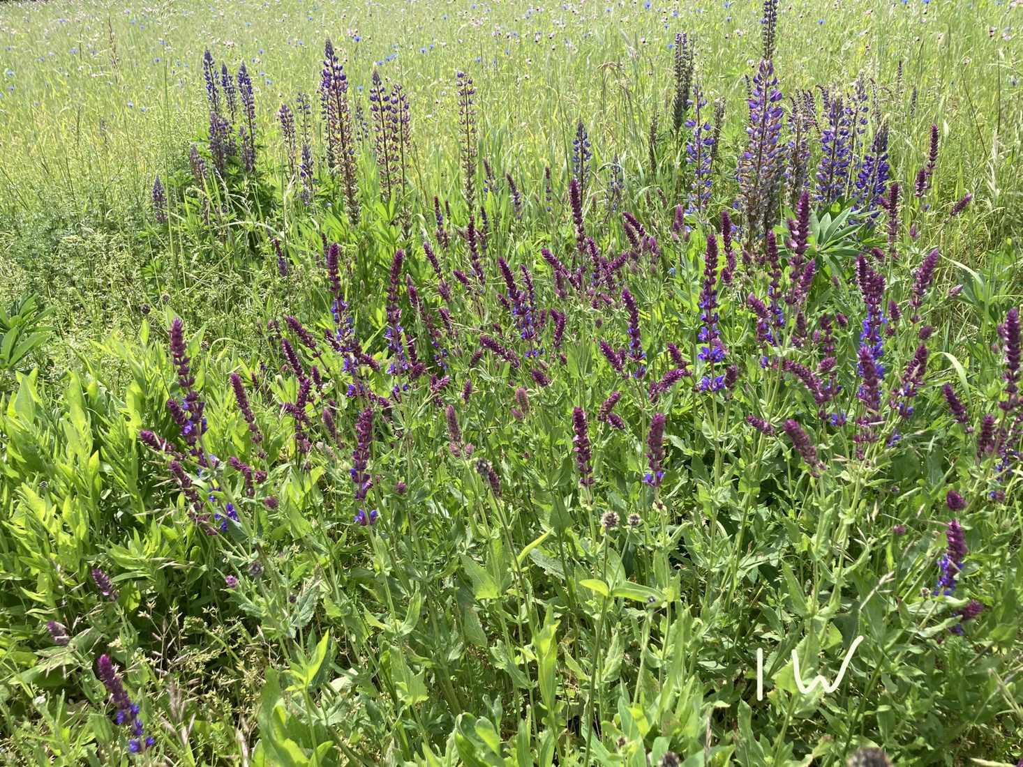 Lupinen en Salvia 1