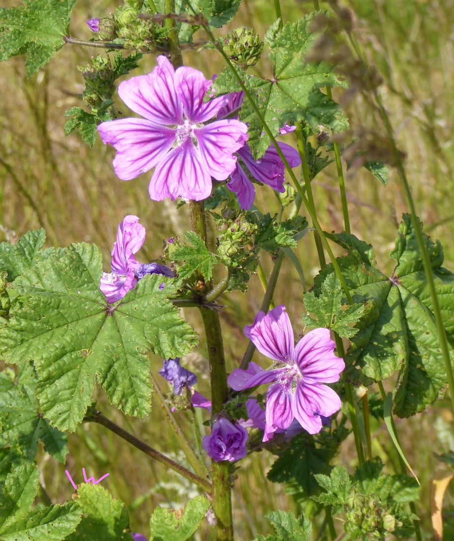 Groot Kaasjeskruid 1
