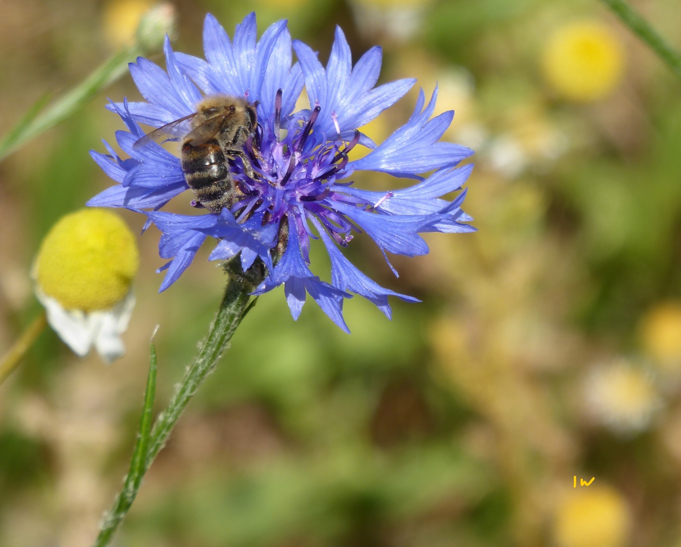 Europese Honingbij 1