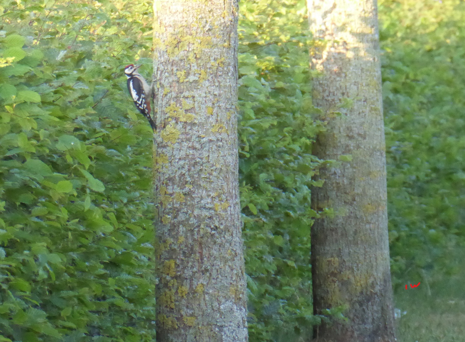 De middelste bonte specht 2