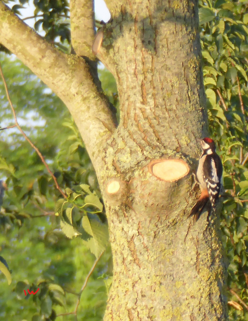 De middelste bonte specht 2