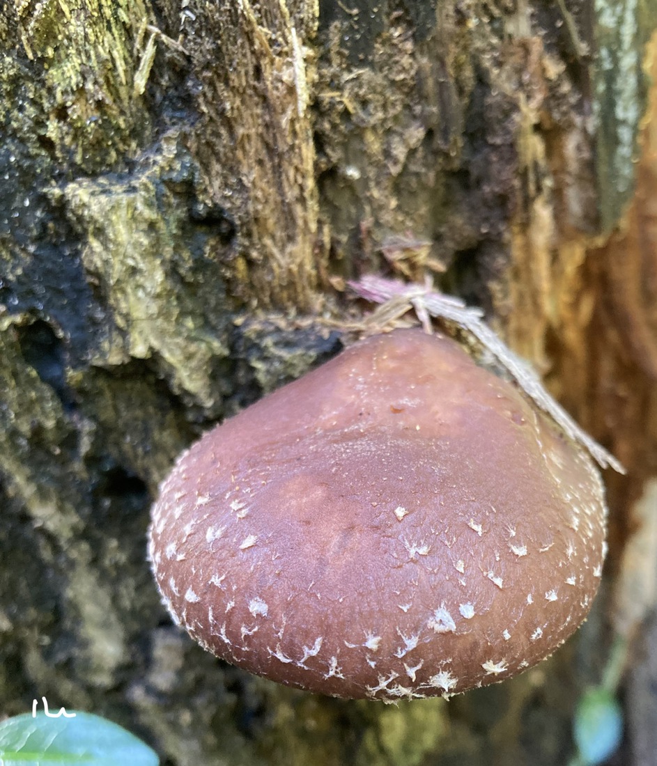 Lentinula edodes