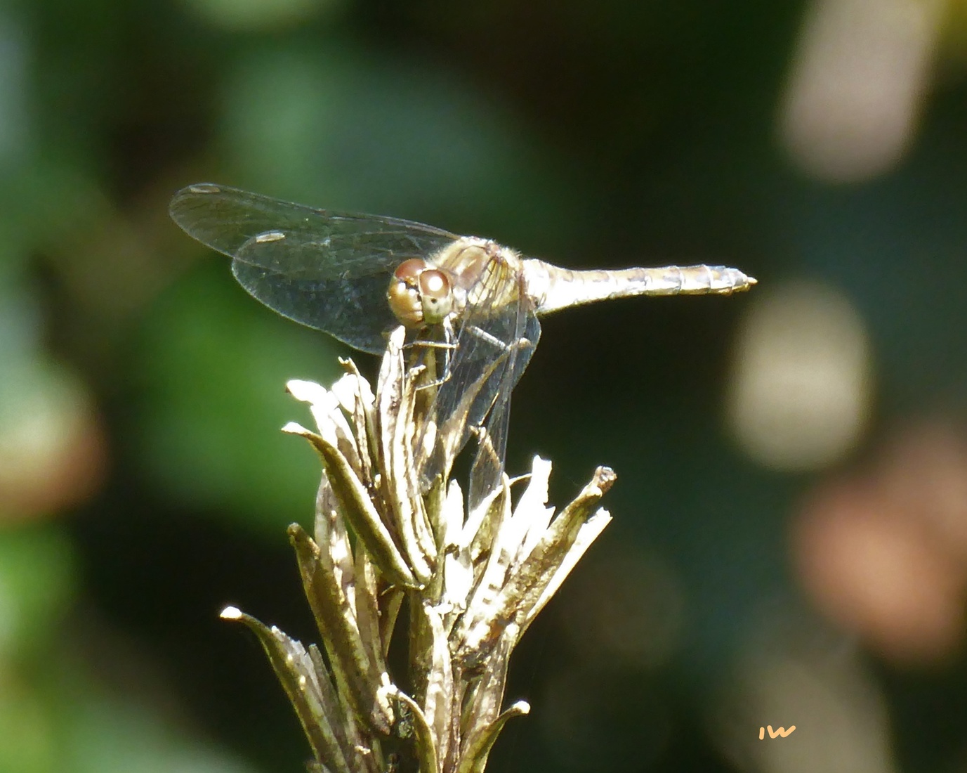 Bruin rode heidelibel