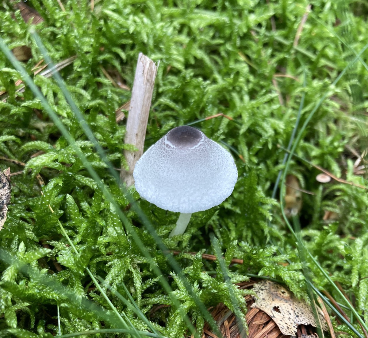 Leucocoprinus ianthinus 1
