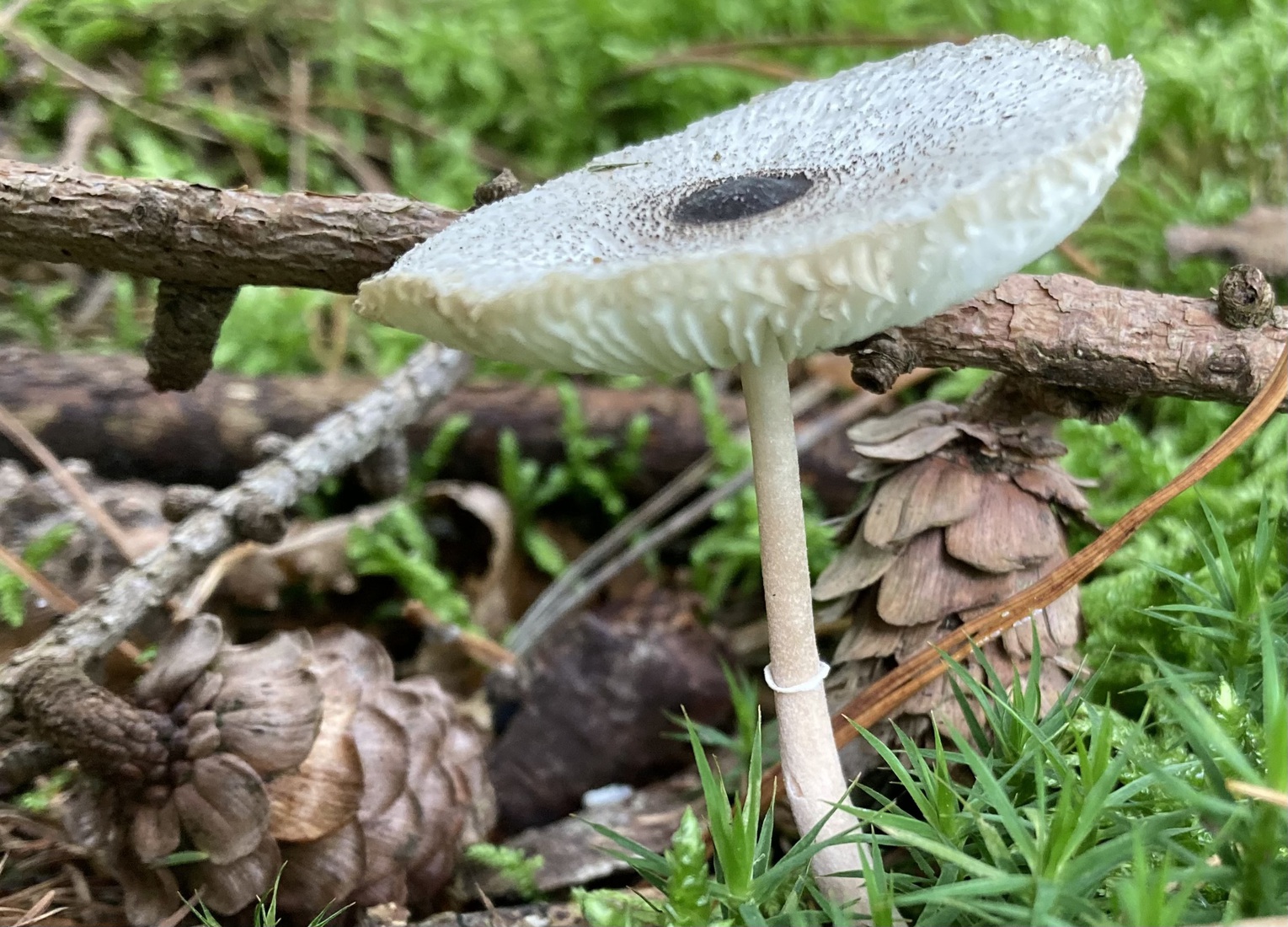 Leucocoprinus ianthinus 2