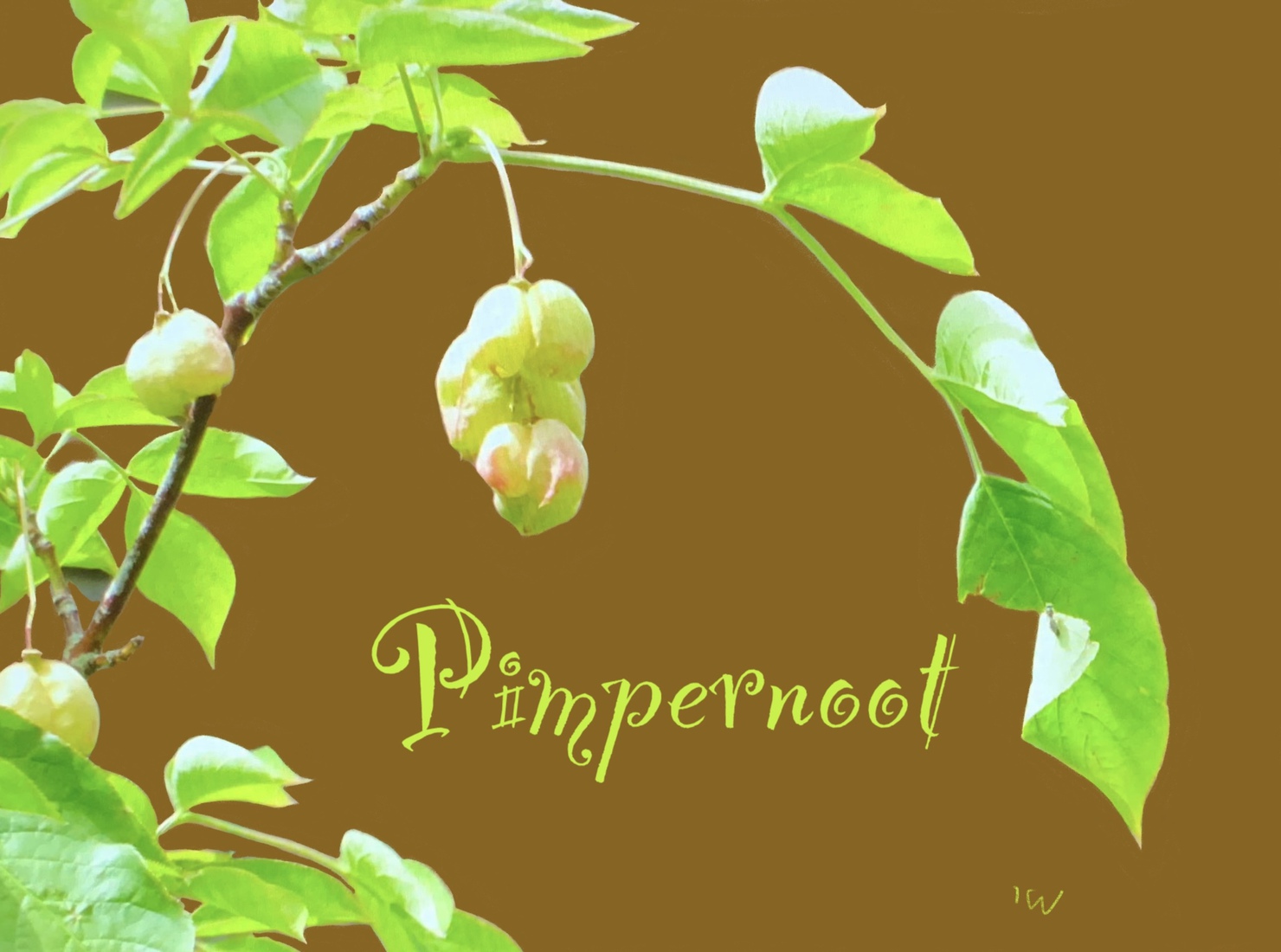 Pimpernoot 2