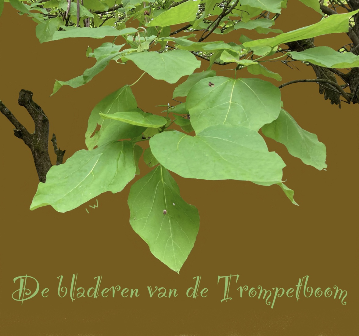 Trompetboom