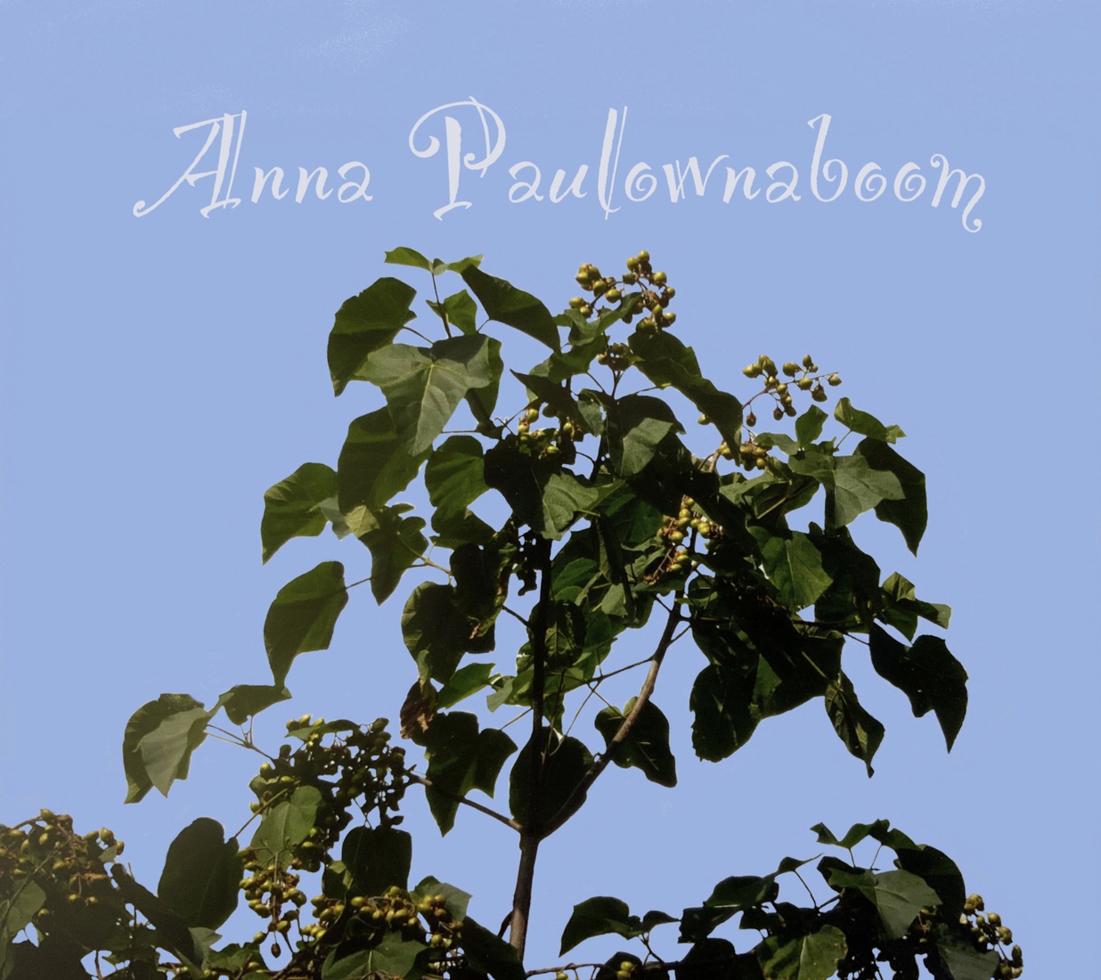 Anna Paulownaboom 2 