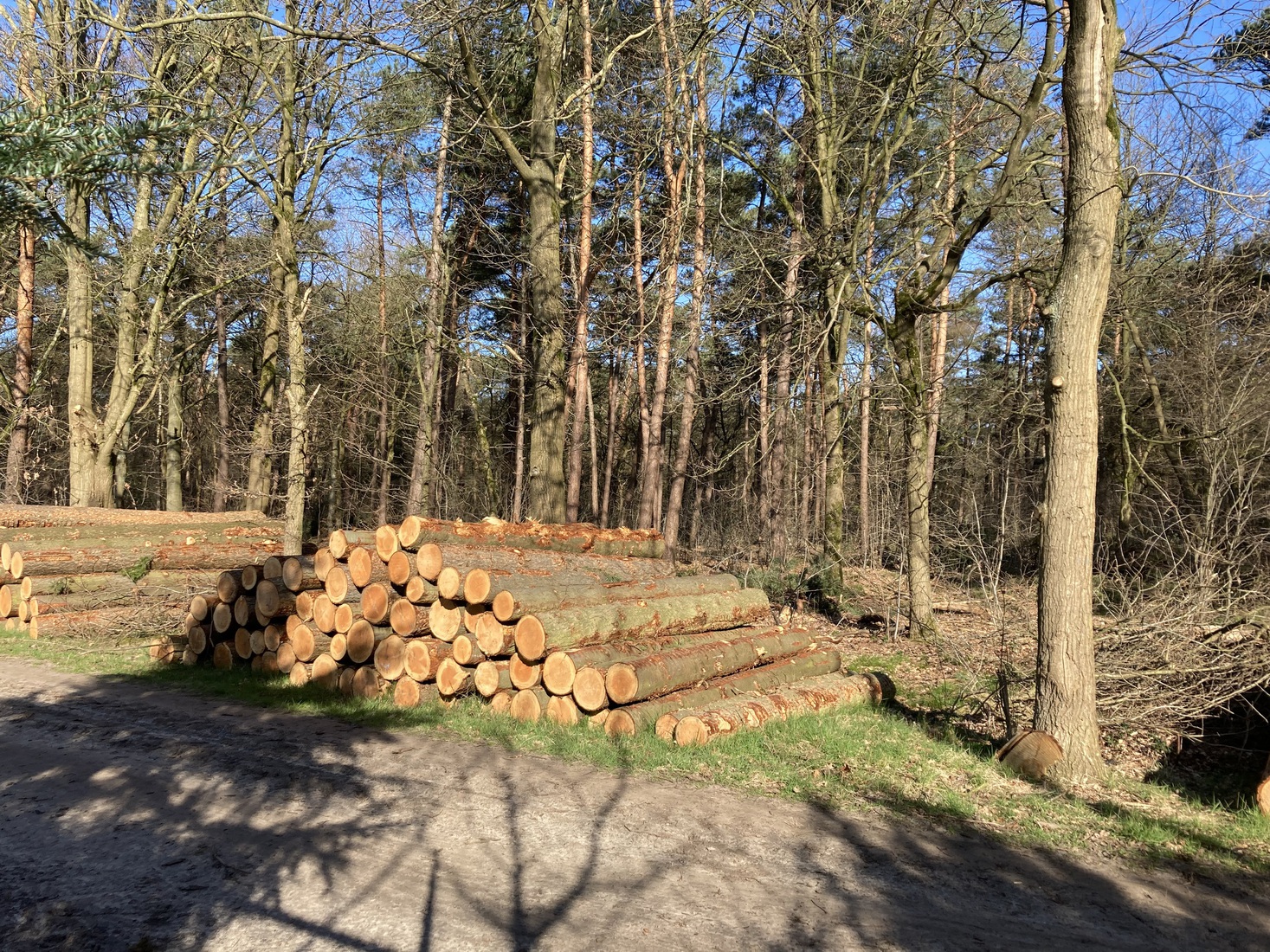 Afgezaagde bomen 1