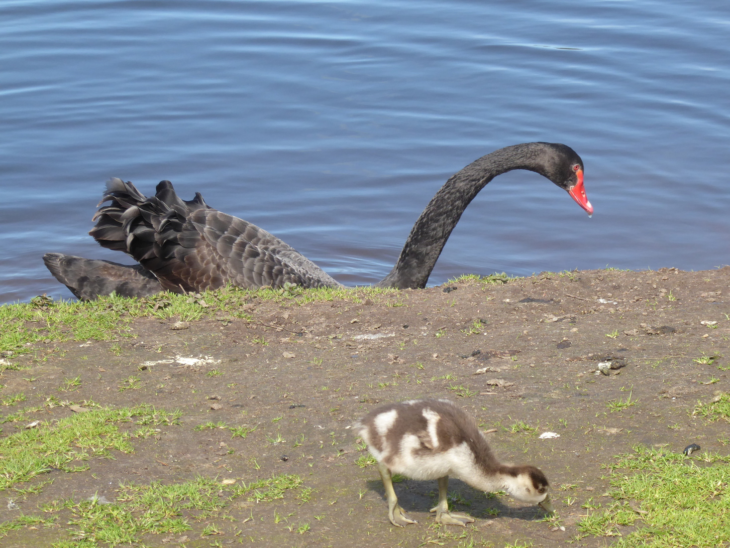 Zwaan en jong gansje