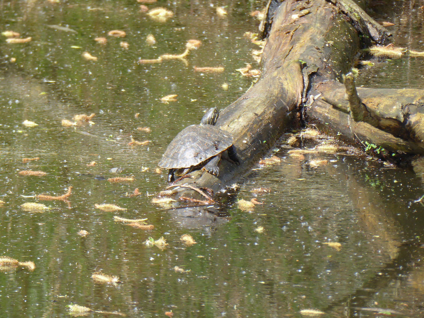 Schildpad 1