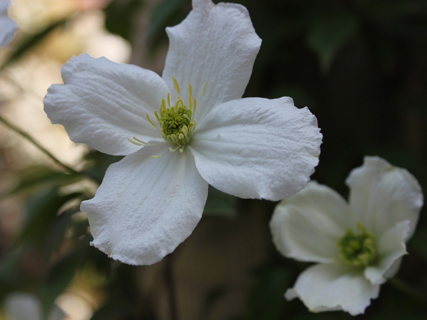 Climatis bloeit in mei