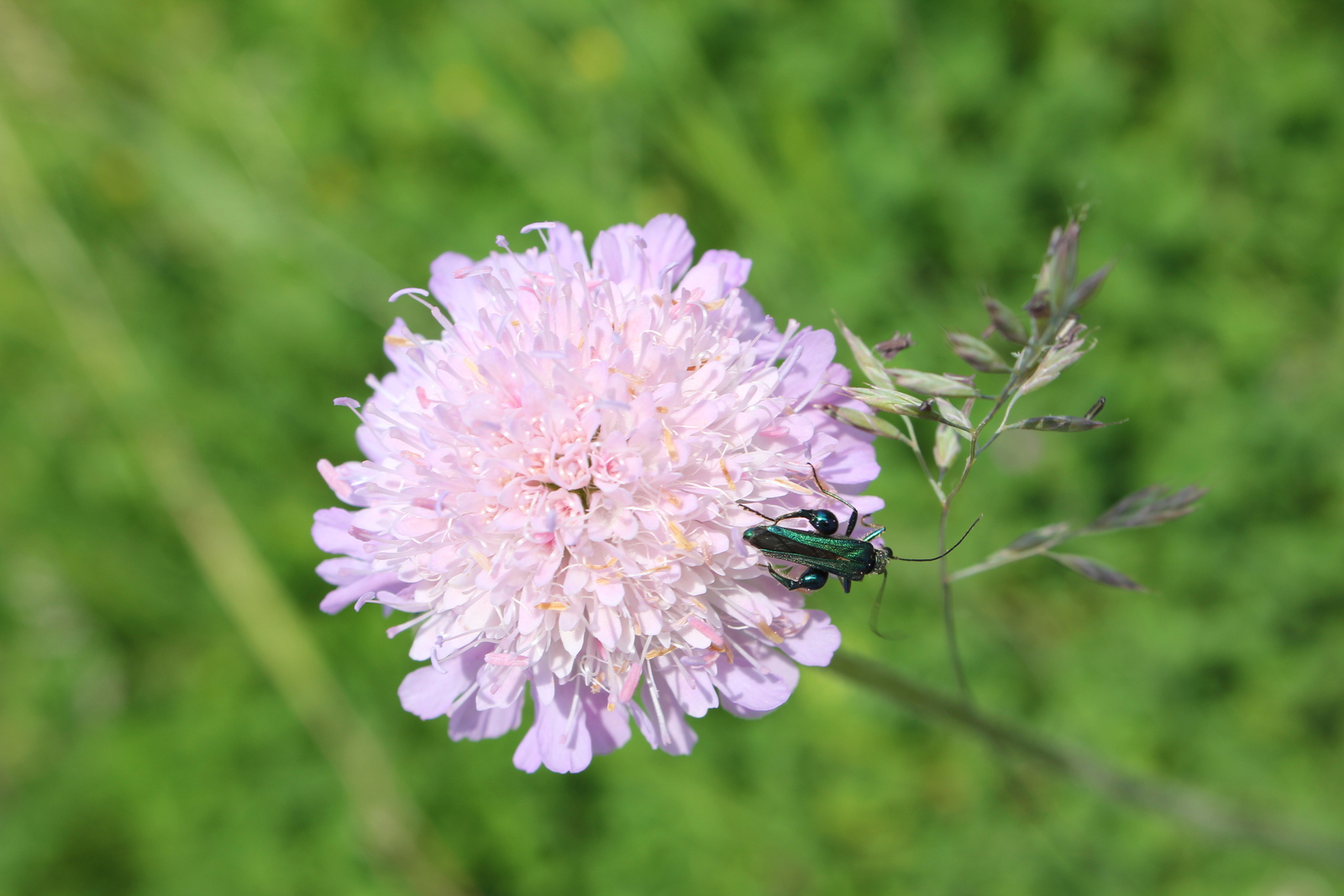 De fraaie schijnbok  2