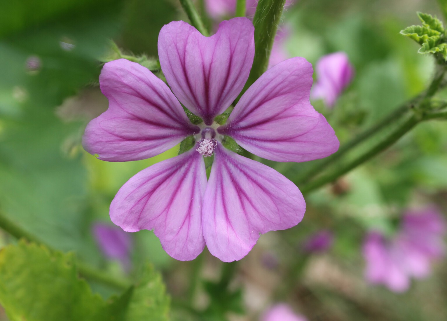 Groot kaasjeskruid 3