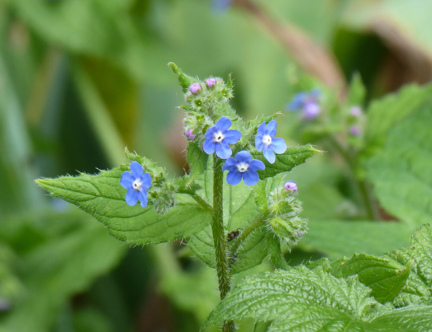 Vergeet mij nietjes 1