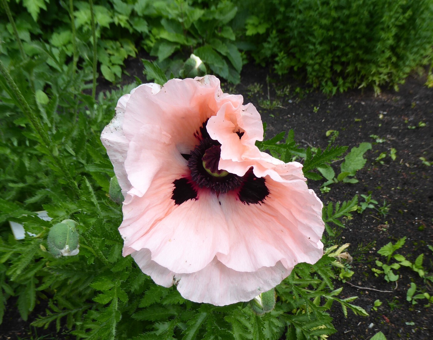 Papaver 1