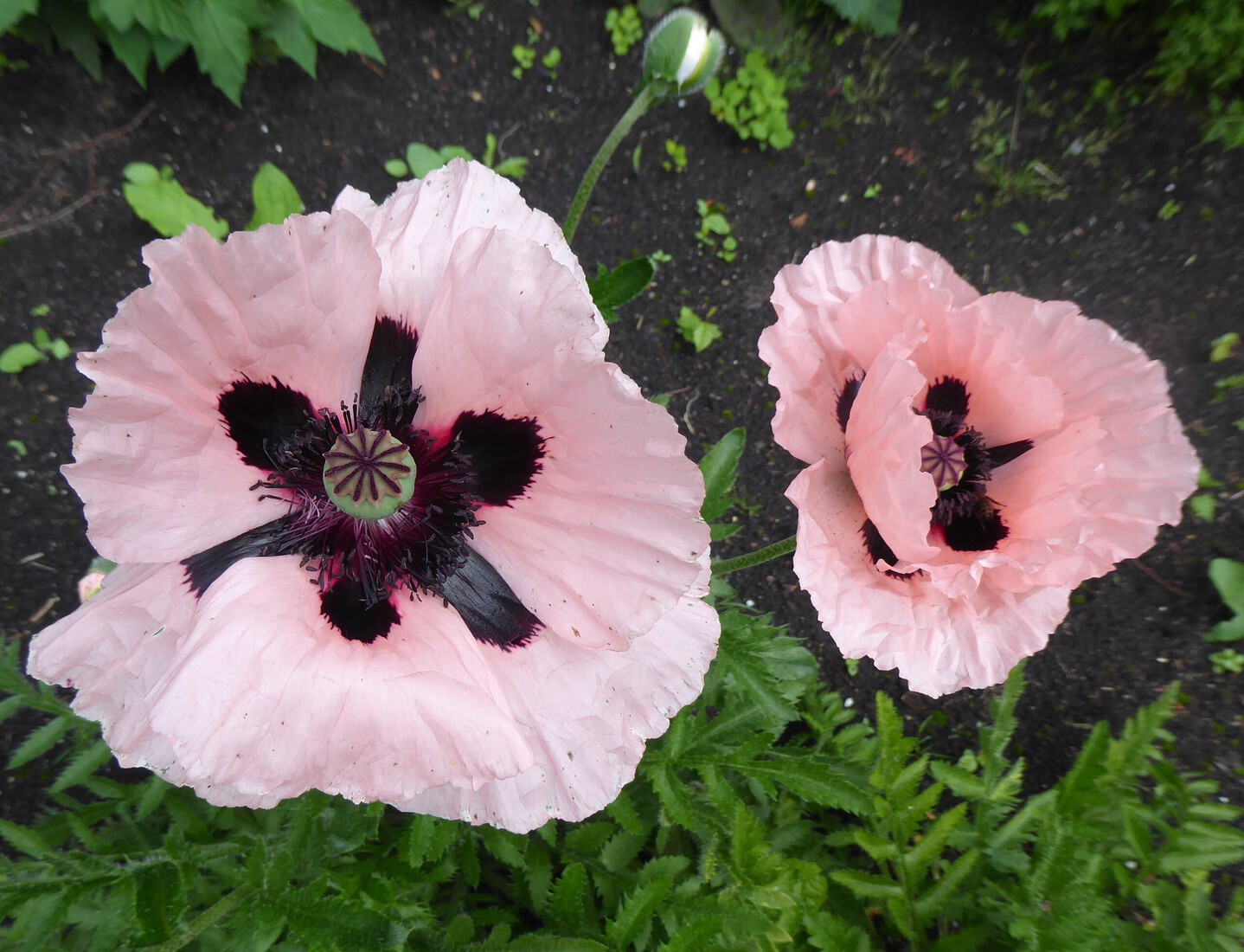 Papaver 2