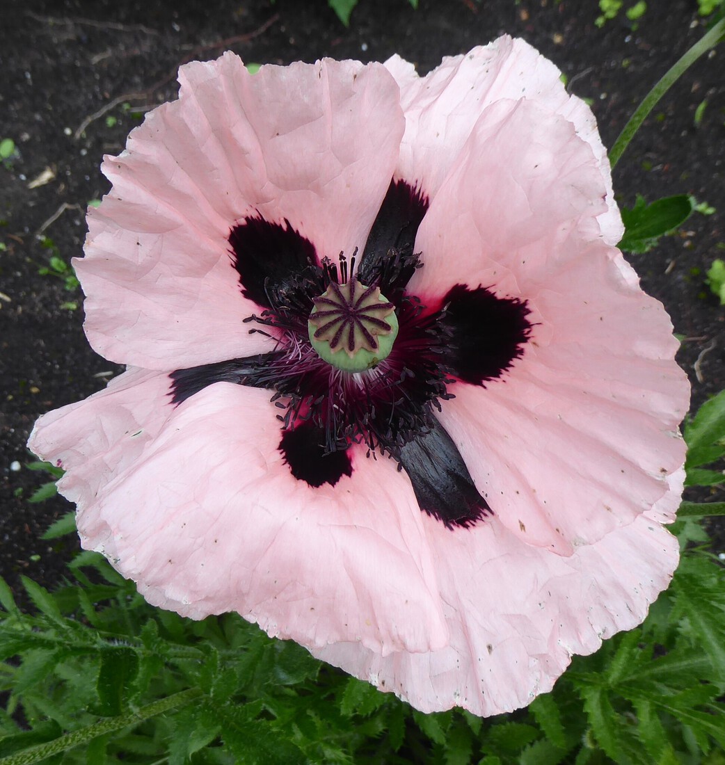 Papaver 3