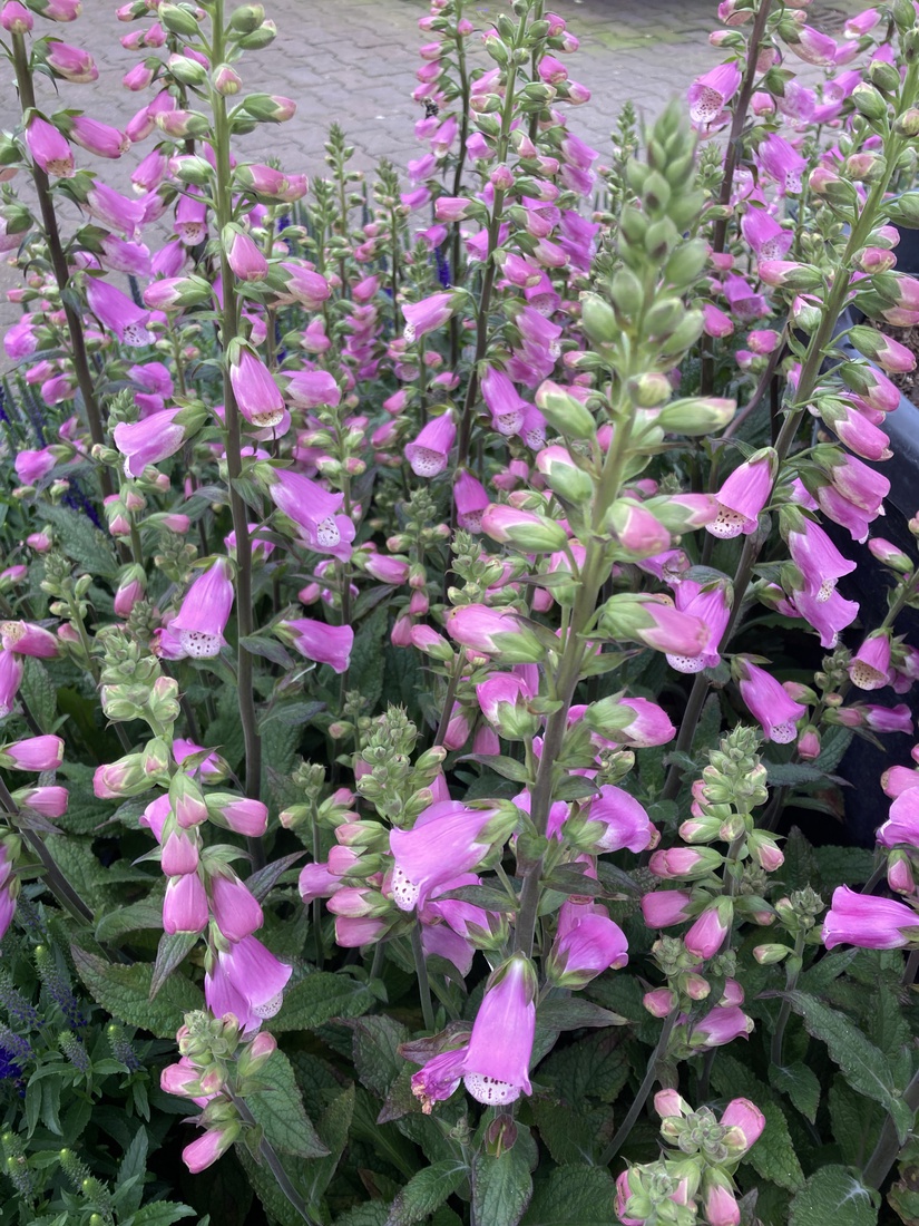 Digitalis