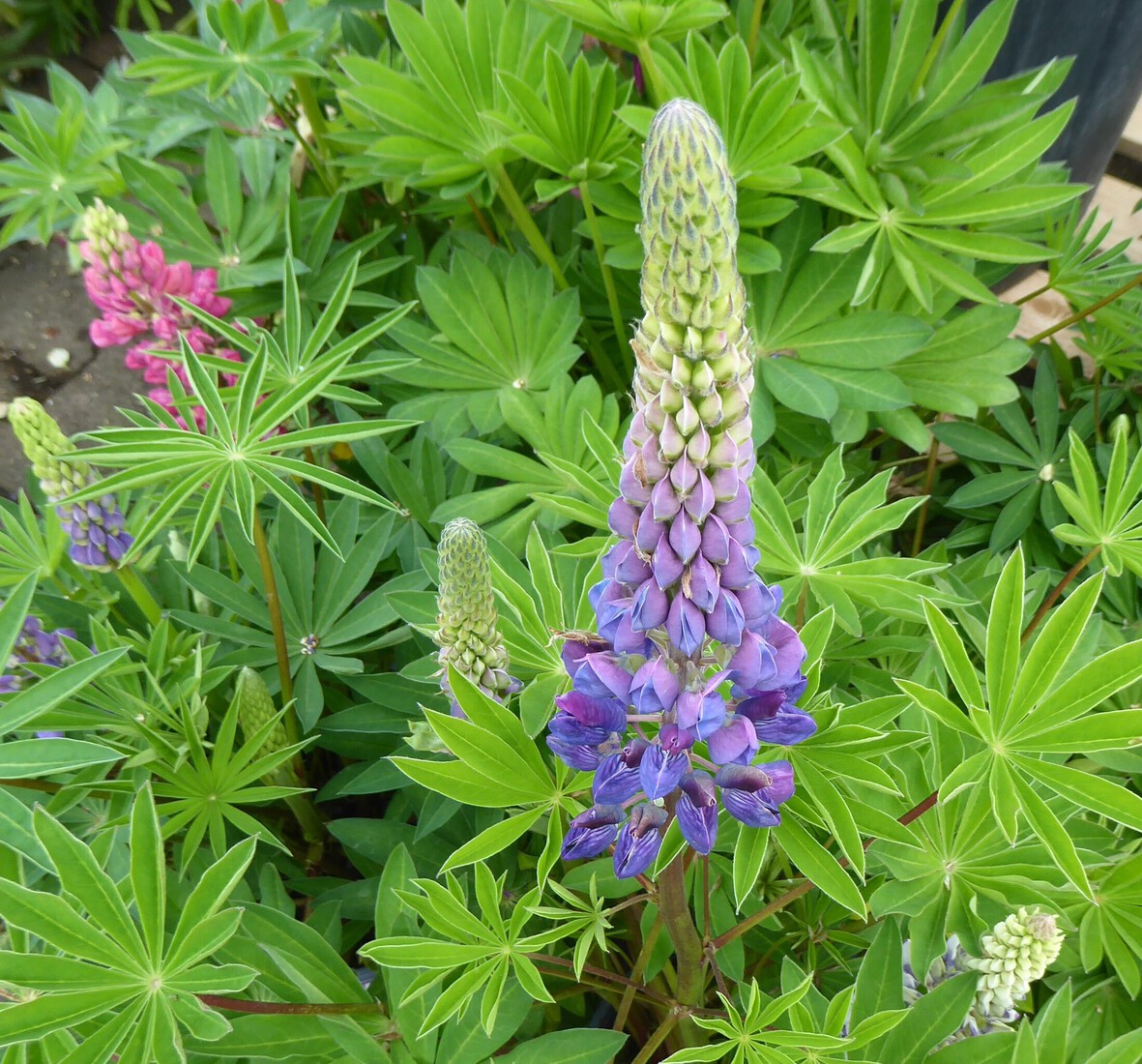 Lupine 1
