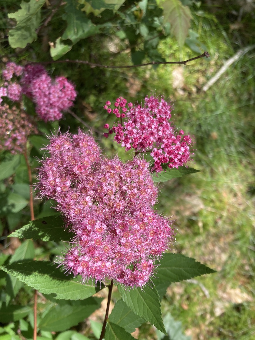 Spiraea Japonica
