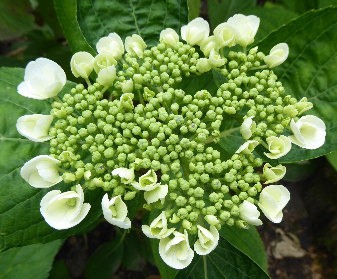 Hortensia 1