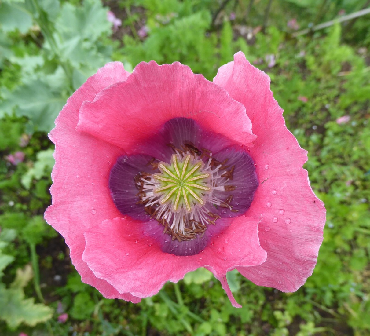 Roze papaver 1